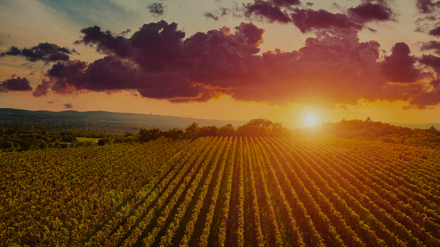 sun setting over vineyard